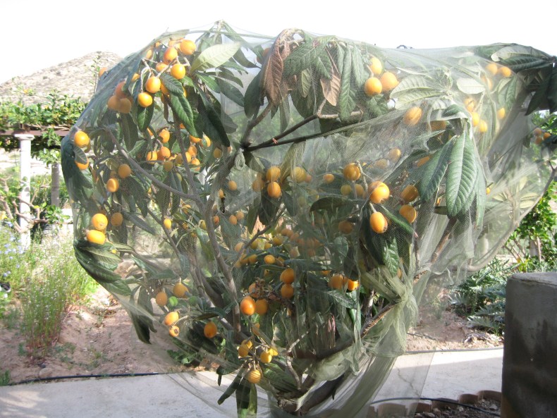 Loquat Tree