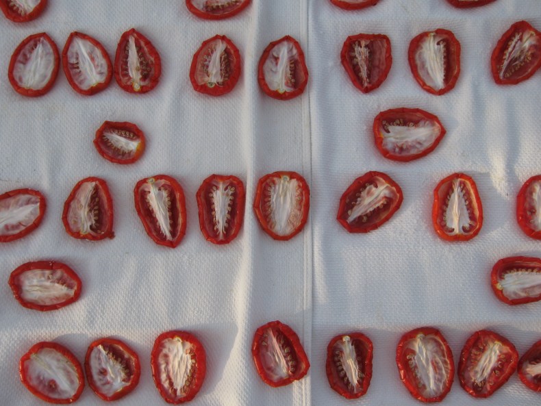 sun_drying_tomatoes_day_2