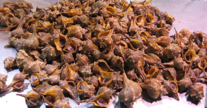 sea snails_caracoles_del_mar