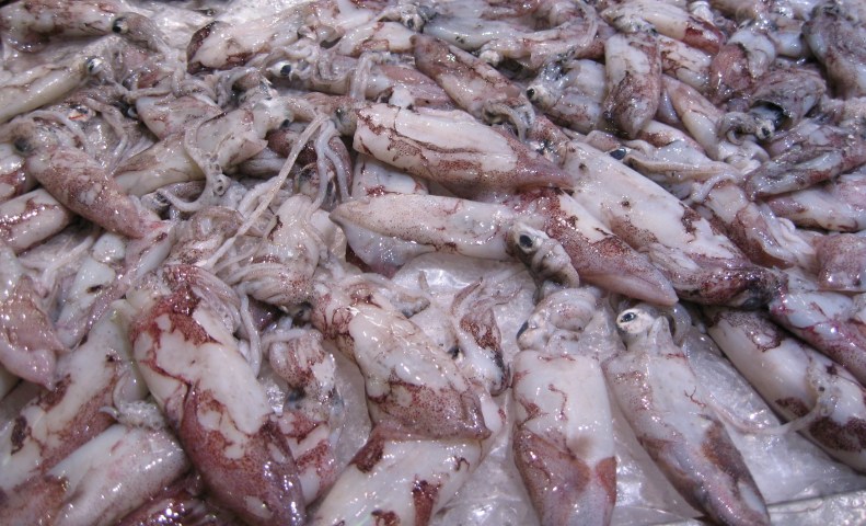 squid_calamares