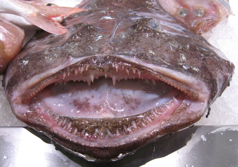monkfish_rape